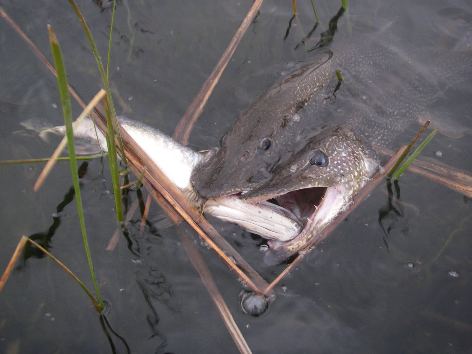 Allerlei soorten Validatie agentschap Vissen op snoek? leer hier hoe je moet vissen op snoek!