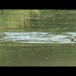 Snoek filmpjes: Monster Snoek valt waterhoen aan